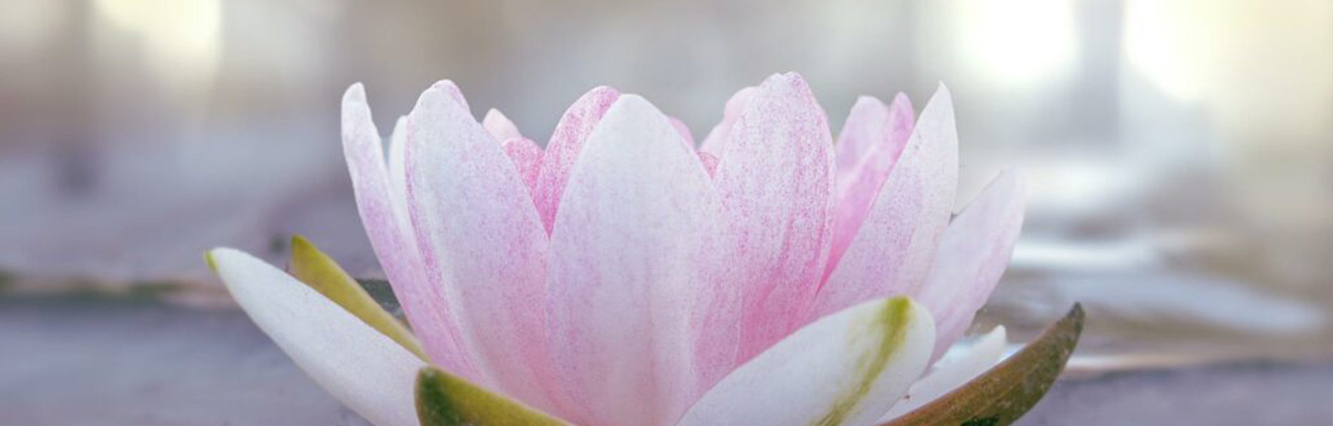 image de lotus